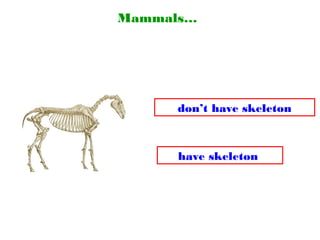 Mammals…
don’t have skeleton
have skeleton
 