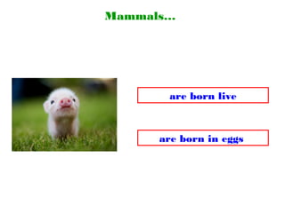 Mammals…
are born live
are born in eggs
 
