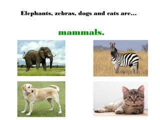 Elephants, zebras, dogs and cats are…
mammals.
 