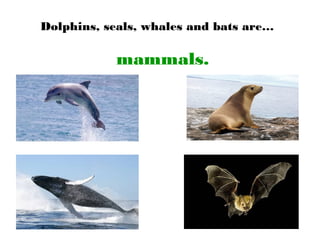 Dolphins, seals, whales and bats are…
mammals.
 