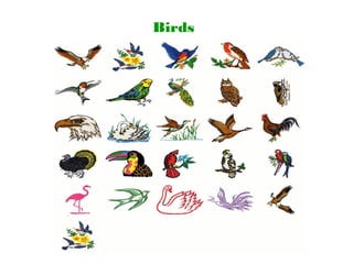 Birds
 