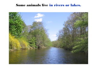 Some animals live in rivers or lakes.
 