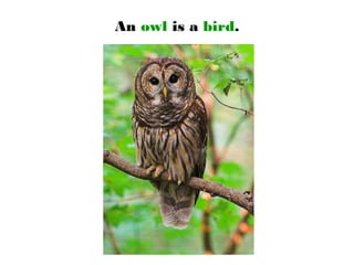 An owl is a bird.
 
