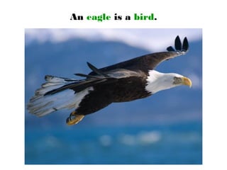 An eagle is a bird.
 