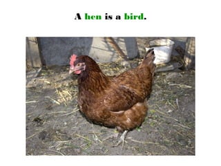 A hen is a bird.
 