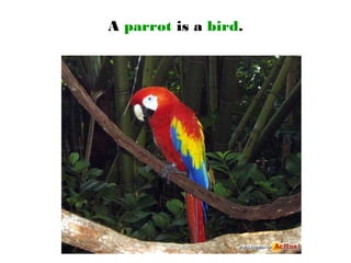 A parrot is a bird.
 