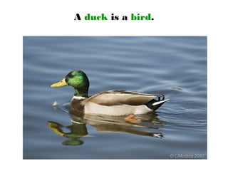 A duck is a bird.
 