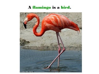 A flamingo is a bird.
 