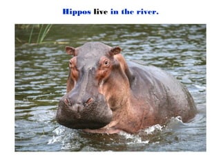 Hippos live in the river.
 