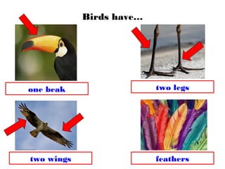 Birds have…
one beak two legs
two wings feathers
 