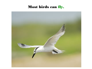Most birds can fly.
 
