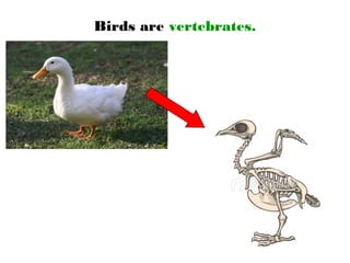 Birds are vertebrates.
 