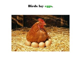 Birds lay eggs.
 