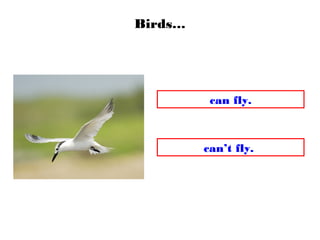 Birds…
can fly.
can’t fly.
 