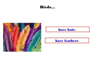 Birds…
have feathers
have hair.
 