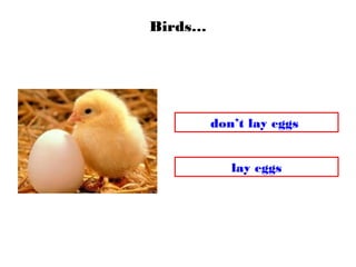 Birds…
lay eggs
don’t lay eggs
 
