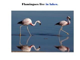 Flamingoes live in lakes.
 
