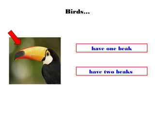 Birds…
have one beak
have two beaks
 
