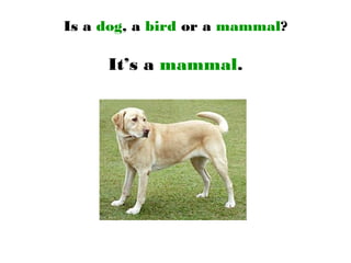 Is a dog, a bird or a mammal?
It’s a mammal.
 