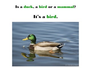 Is a duck, a bird or a mammal?
It’s a bird.
 