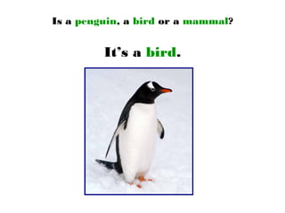 Is a penguin, a bird or a mammal?
It’s a bird.
 
