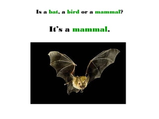 Is a bat, a bird or a mammal?
It’s a mammal.
 