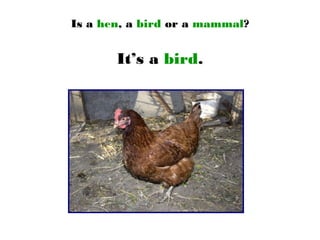 Is a hen, a bird or a mammal?
It’s a bird.
 