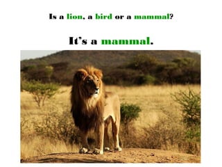 Is a lion, a bird or a mammal?
It’s a mammal.
 
