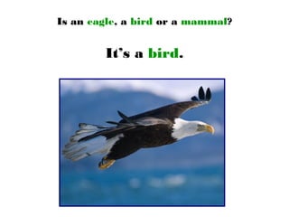 Is an eagle, a bird or a mammal?
It’s a bird.
 