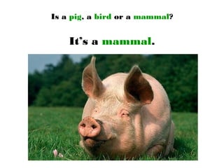 Is a pig, a bird or a mammal?
It’s a mammal.
 