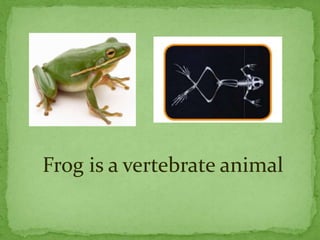 Frog is a vertebrate animal
 
