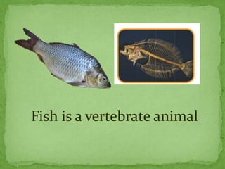 Fish is a vertebrate animal
 