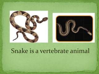 Snake is a vertebrate animal
 