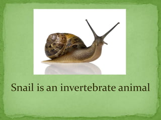 Snail is an invertebrate animal
 