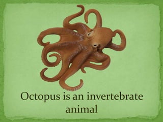 Octopus is an invertebrate
animal
 