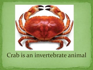 Crab is an invertebrate animal
 