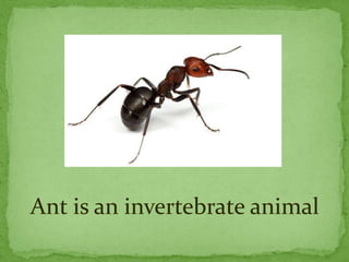 Ant is an invertebrate animal
 