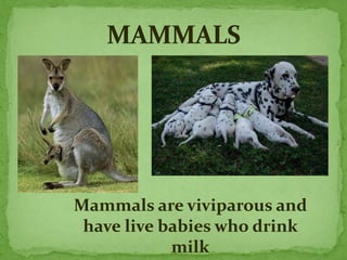 Mammals are viviparous and
have live babies who drink
milk
 
