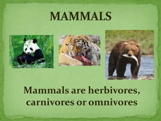 Mammals are herbivores,
carnivores or omnivores
 