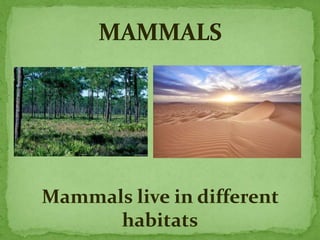 Mammals live in different
habitats
 