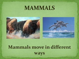 Mammals move in different
ways
 