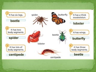 beetle
butterfly
beetle
lobster
spider
centipede
 