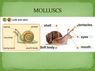 mouth
shell
eyes
tentacles
Soft body
 