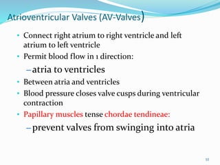Atrioventricular Valves (AV-Valves)
• Connect right atrium to right ventricle and left
atrium to left ventricle
• Permit blood flow in 1 direction:
– atria to ventricles
• Between atria and ventricles
• Blood pressure closes valve cusps during ventricular
contraction
• Papillary muscles tense chordae tendineae:
– prevent valves from swinging into atria
10
 