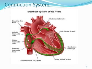 Conduction System
11
 
