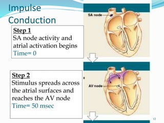 Step 1
SA node activity and
atrial activation begins
Time= 0
Step 2
Stimulus spreads across
the atrial surfaces and
reaches the AV node
Time= 50 msec
Impulse
Conduction
12
 