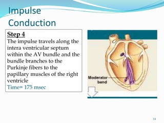 Impulse
Conduction
Step 4
The impulse travels along the
intera ventricular septum
within the AV bundle and the
bundle branches to the
Purkinje fibers to the
papillary muscles of the right
ventricle
Time= 175 msec
14
 