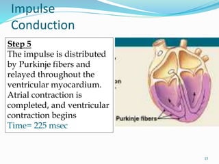 Impulse
Conduction
Step 5
The impulse is distributed
by Purkinje fibers and
relayed throughout the
ventricular myocardium.
Atrial contraction is
completed, and ventricular
contraction begins
Time= 225 msec
15
 