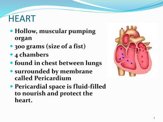 HEART
 Hollow, muscular pumping
organ
 300 grams (size of a fist)
 4 chambers
 found in chest between lungs
 surrounded by membrane
called Pericardium
 Pericardial space is fluid-filled
to nourish and protect the
heart.
3
 
