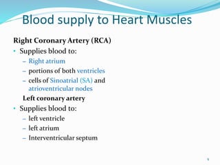 Blood supply to Heart Muscles
Right Coronary Artery (RCA)
• Supplies blood to:
– Right atrium
– portions of both ventricles
– cells of Sinoatrial (SA) and
atrioventricular nodes
Left coronary artery
• Supplies blood to:
– left ventricle
– left atrium
– Interventricular septum
9
 